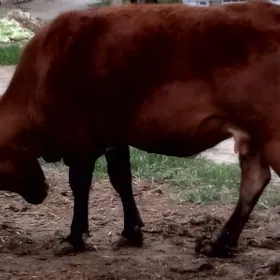 öküz sygyr tuwe 7bas