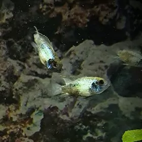 Nanakara neon blue malek