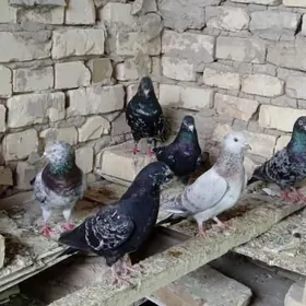 кепдери.мирамир