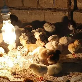 Тазе чыкан товук жуйже