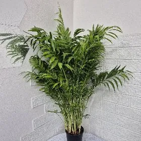 домашние растения