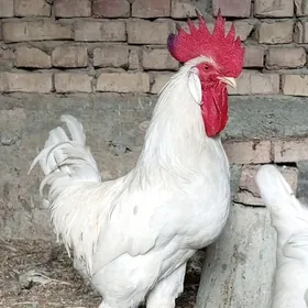 Lohman Sandy we Brown