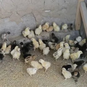 JÜJE BRAMNLY BALGAR