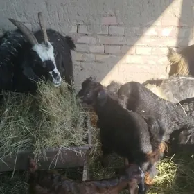 ekiz owlakly Geçi  3.500 manat