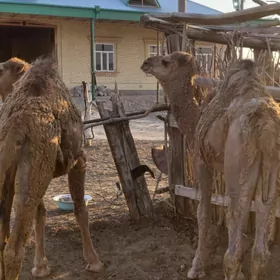Бакыда дуран семиз дуелер