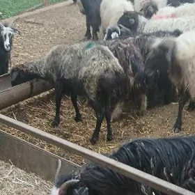 Гаракол гоюнлар