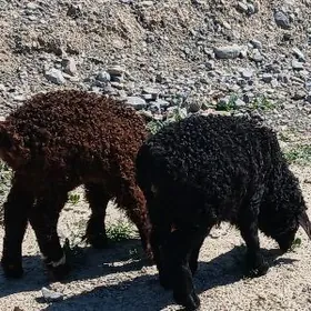 owlak guzy goyun geci