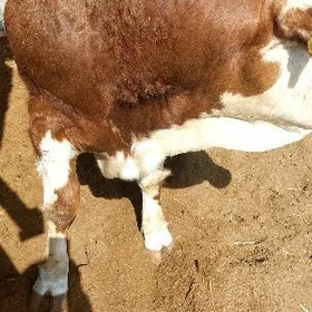 Arassa smental öküz