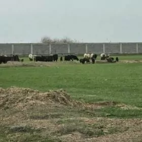 SATLYK 10-GEKTAR MULK GOKDEPE