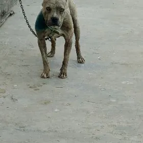 каникорски питбул