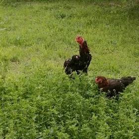 байсовы хораз