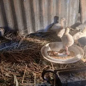 куркден чыкан индук жуже