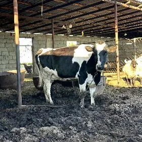 GARALA GALIŞDEÝIN BOGAZ  SYGYR