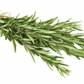 Розмарин на срез, Rozmarin