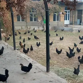 mesny towuk yumurtga inkubator