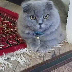 Шотландский вислоух