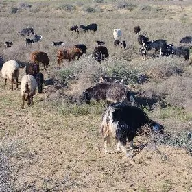 owlakly geçi tokly guzly goyun