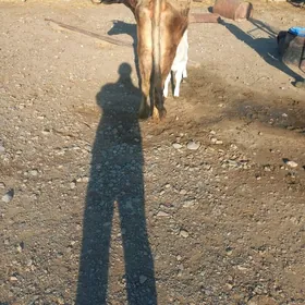 Tohum Gòleli sygyr  2 sany