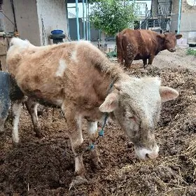 симентал окузче