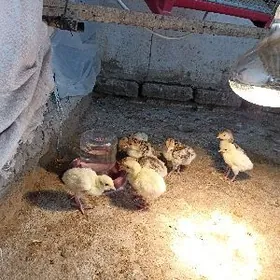 индук жуйже