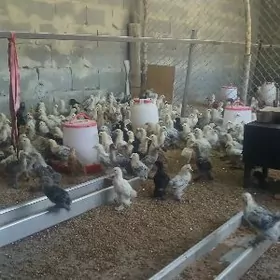 Juýje orginal bolgar