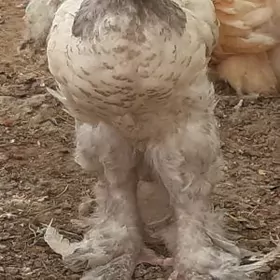 BRAMA we MARAN jüýjeler