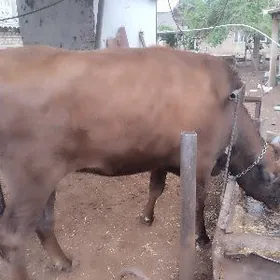 Телка,бык,корова