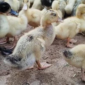 ordek gak gak утка juyje