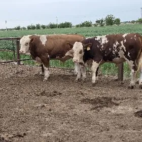 СИМЕНТАЛ ОКИЗЛЕР