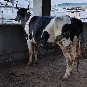 Galisteyin boğaz sygyr