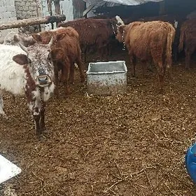 öküzçe tüwe öküz göle