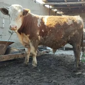 Симентал окуз