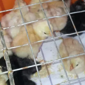 Jüje,жуже,цыплята.