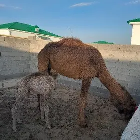 кошеклы дуйе