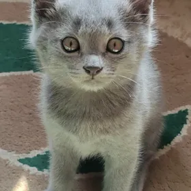 Шотландец и Табби