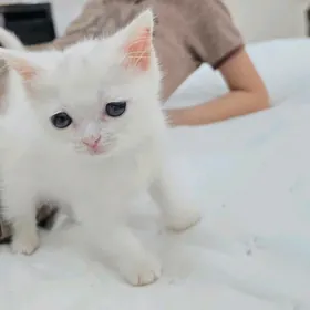 шотландский котёнок