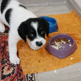 Кавалер-кинг-Чарьз-Спаниэль