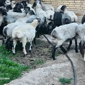 Мал етмане говы маллар