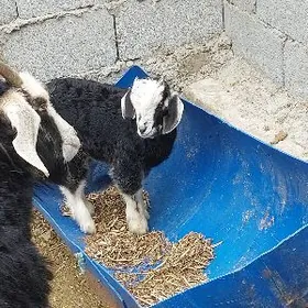 овлаклы гечи