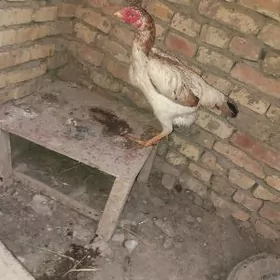 baysow towuk, indyuk