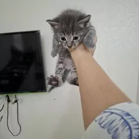 pisik pishik котята