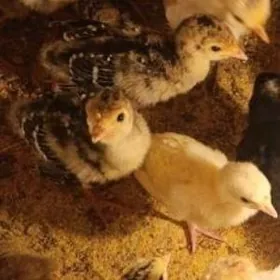 indyuk chykaran juyjeler