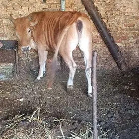 baklgy tuve 2 yarym yasan