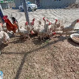 ак товуклар