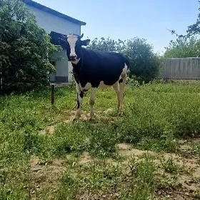 Sygyr Galesdeyin Arassa