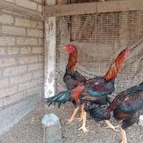 Bayes horazbayesbayes horaz