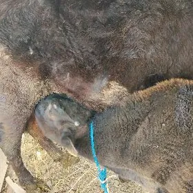 saglyk hojegi okyzce