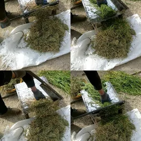 OT ÝORUNJA BEDE KESÝÄN ÇAPÝAN