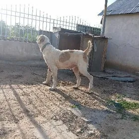 ТУРКМЕН. АРВАНА.  ИТ