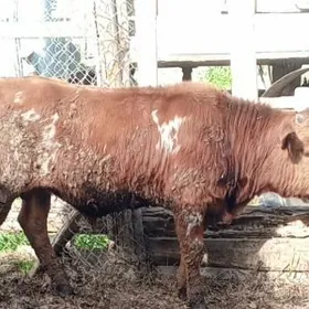 öküz sygyr tuwe 7bas